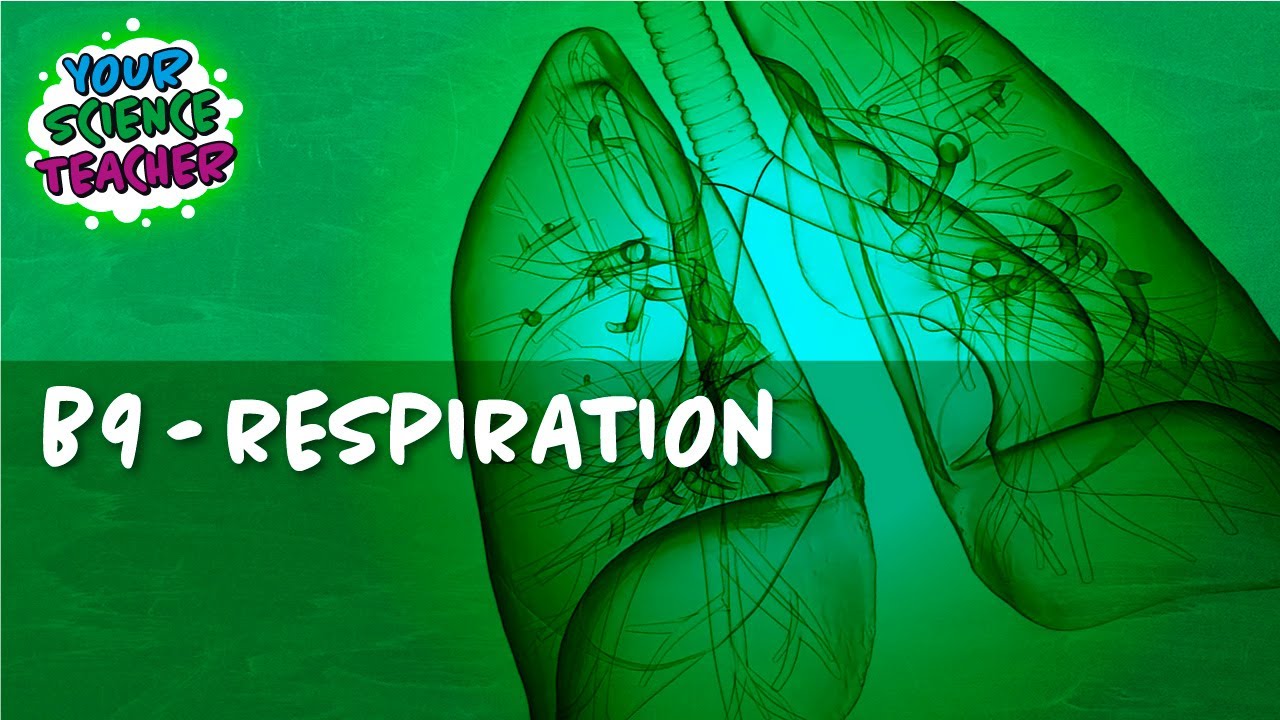B9 - WHOLE TOPIC GCSE RESPIRATION