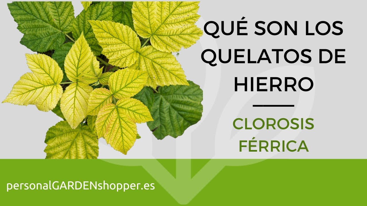 QUÉ SON LOS QUELATOS DE HIERRO. CLOROSIS FÉRRICA