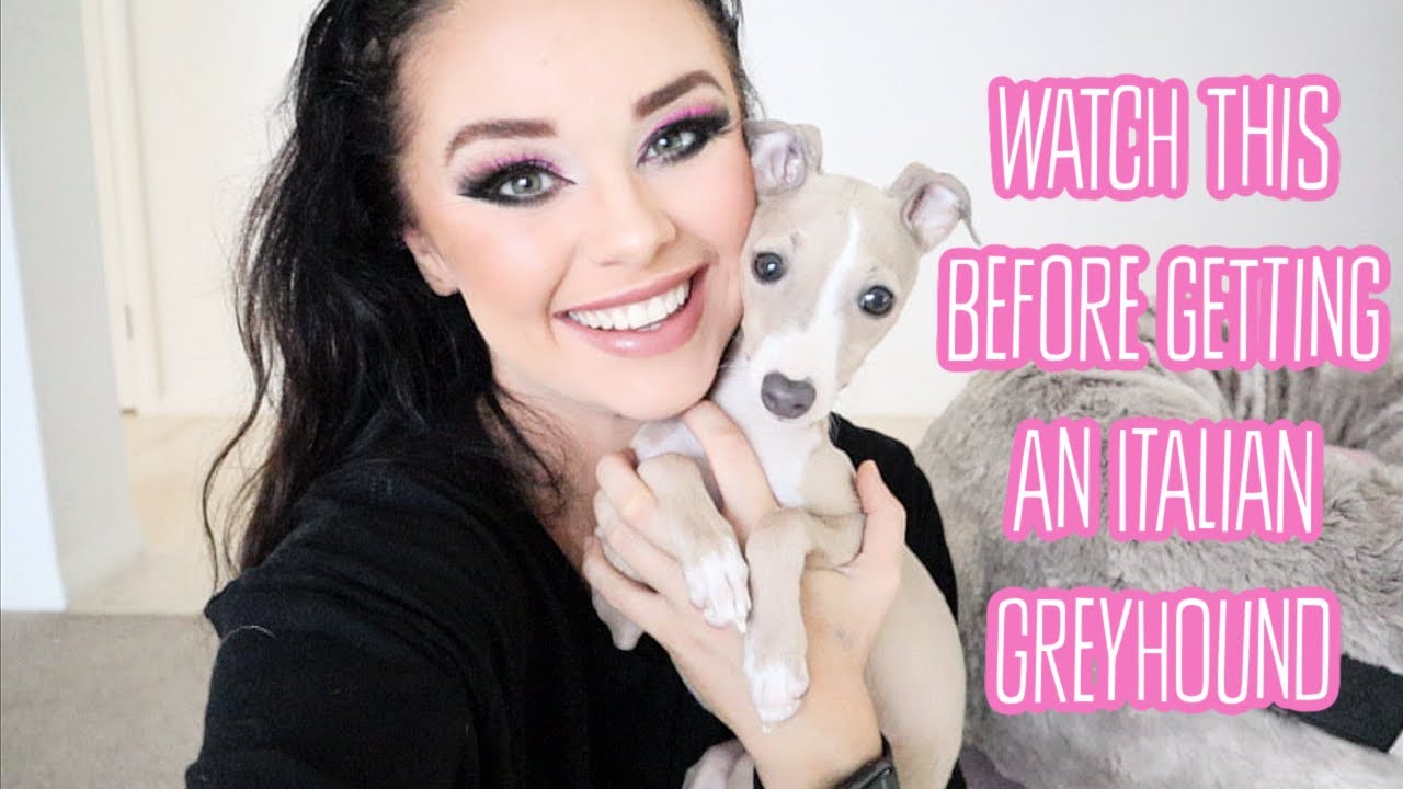 Owning an Italian Greyhound: The pros and cons