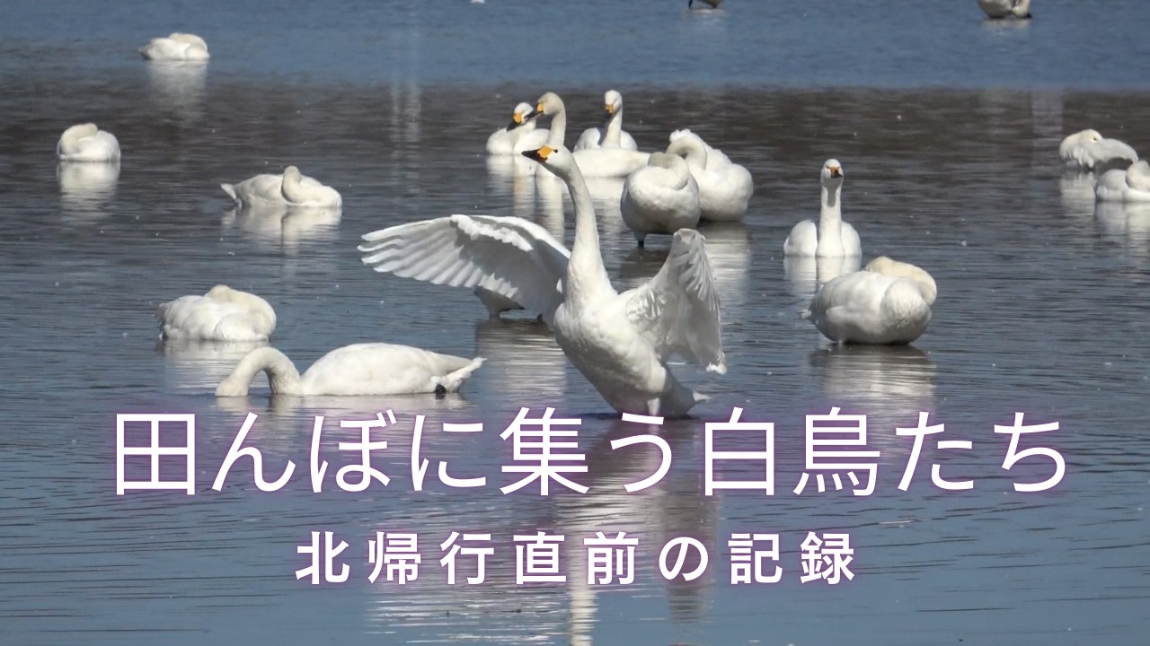 【北帰行前の白鳥】田んぼに集うコハクチョウ---2月中旬の記録