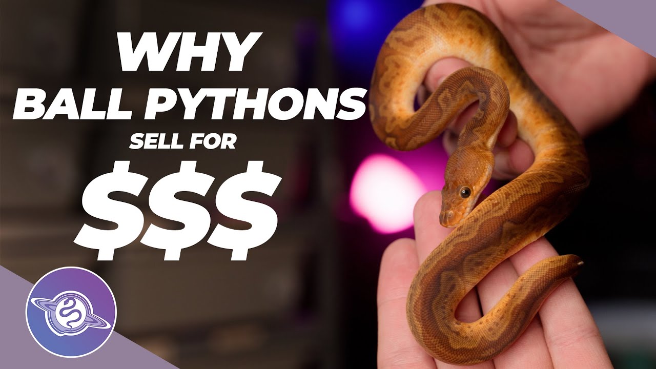 Почему люди тратят кучу денег на королевских питонов | #ballpython #snake #reptiles