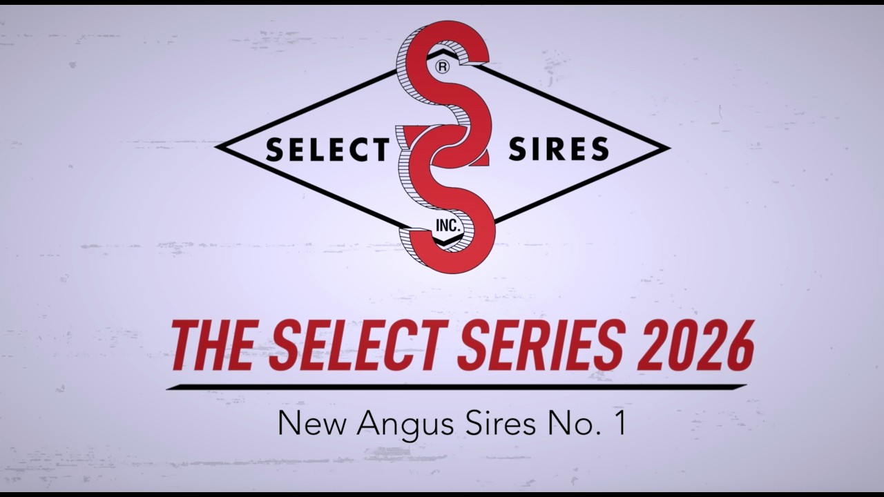 The 2026 Select Series: New Angus Sires No 1