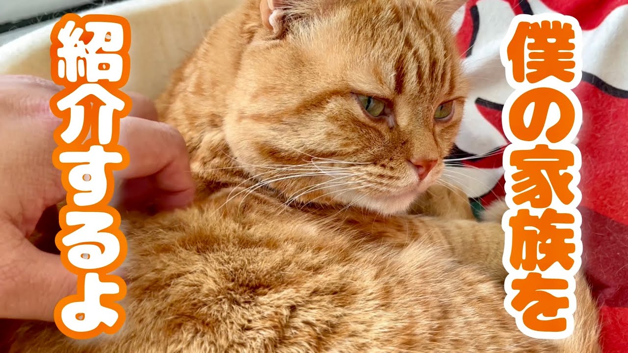 改めましてねこもふファミリーの自己紹介です！