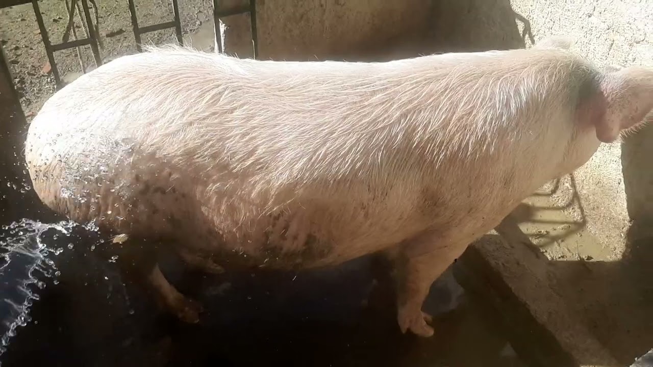 Porca de quase 300  kilos tomando banho e está com filhotes na barriga.