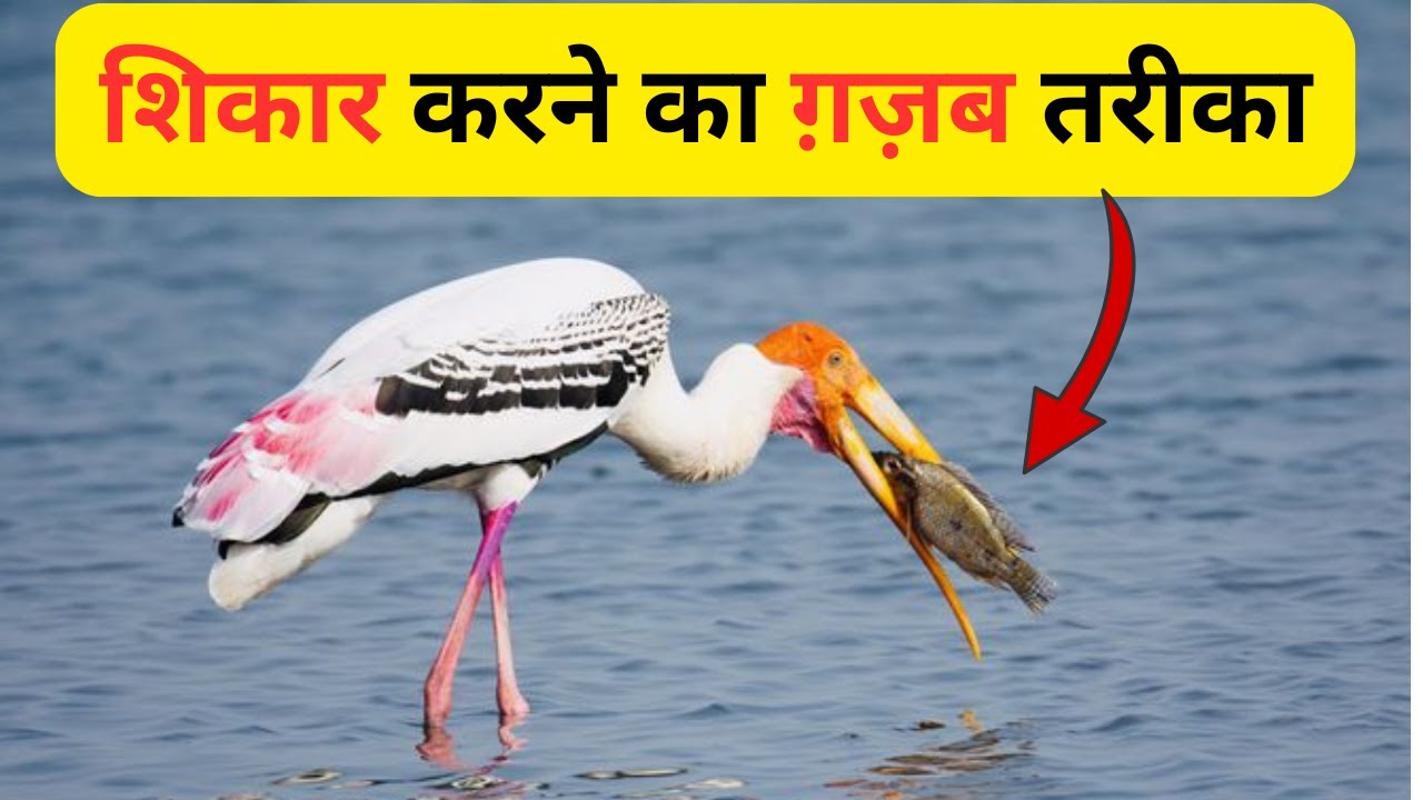 Painted Stork Bird ||