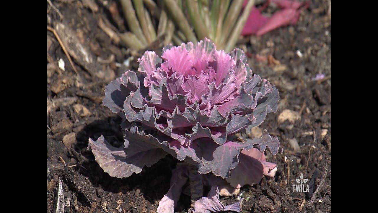 Community Garden Utilizes Grant Money to Grow