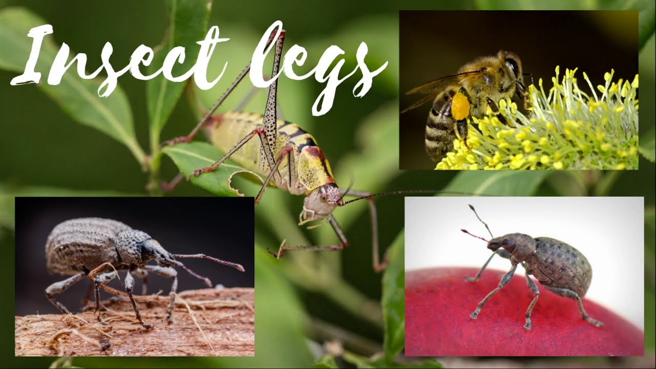 Insect legs - Structure, Modifications and Functions