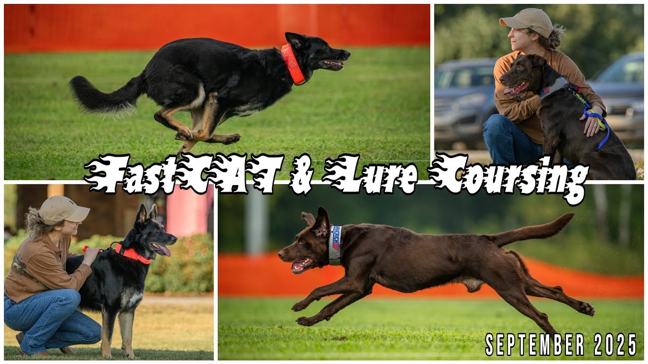 AKC FastCAT & Lure Coursing Ability - September 2025 Trial
