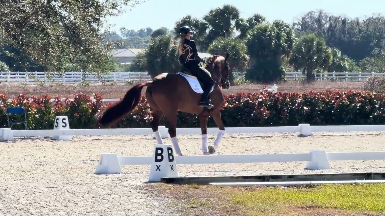 Ibi Alabast - Dressage horse for sale