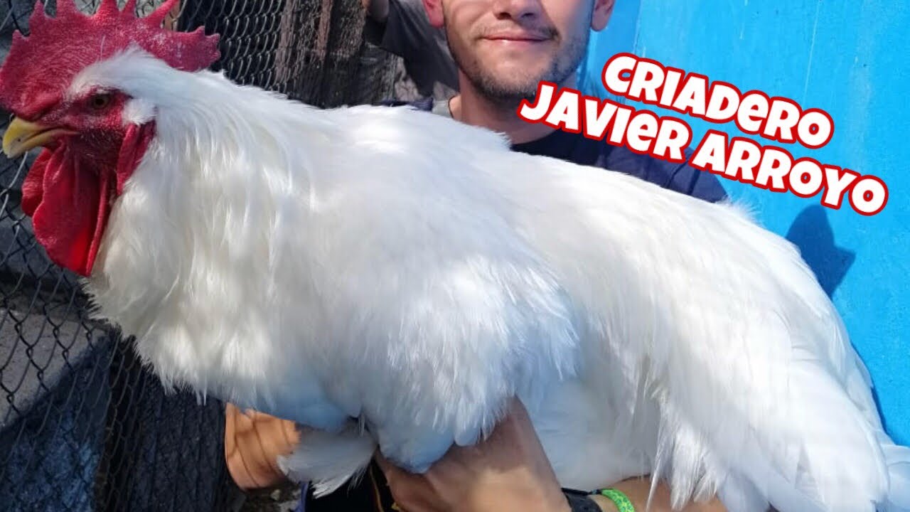 Visita al Criadero de Javier Arroyo kikirikis Aztecas y mas