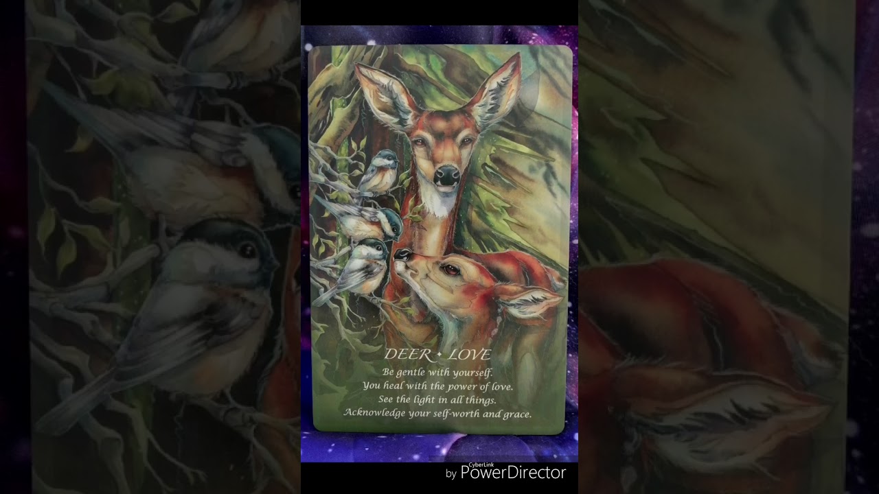 Spirit of the Animals Oracle by Jody Bergsma flip through