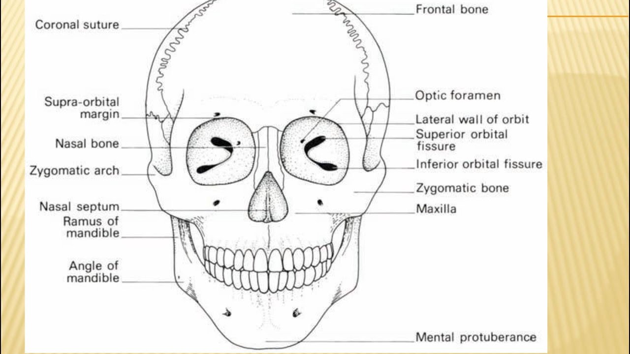 TUGAS VIDEO ANATOMI REGION FACIALIS
