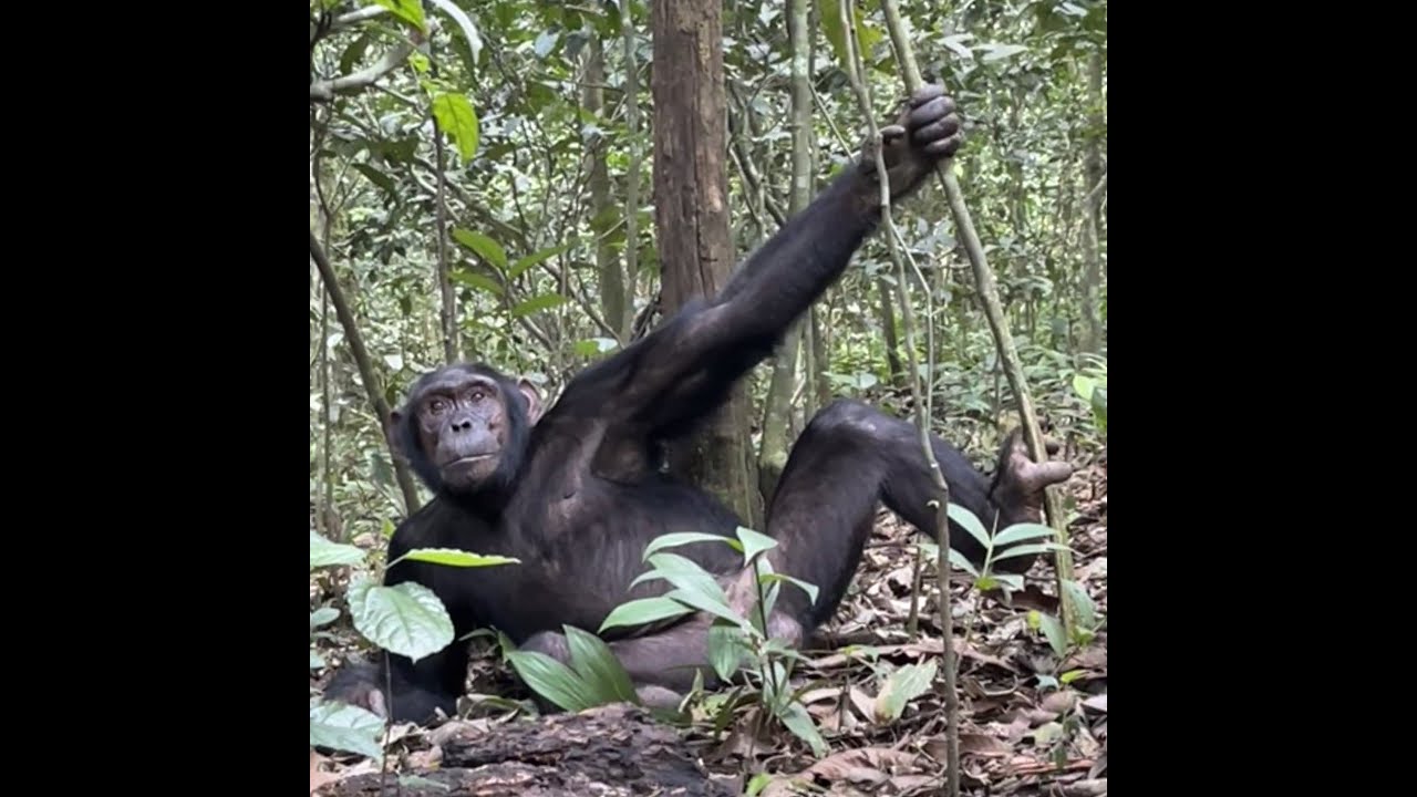 Chimps at Kibale, Uganda