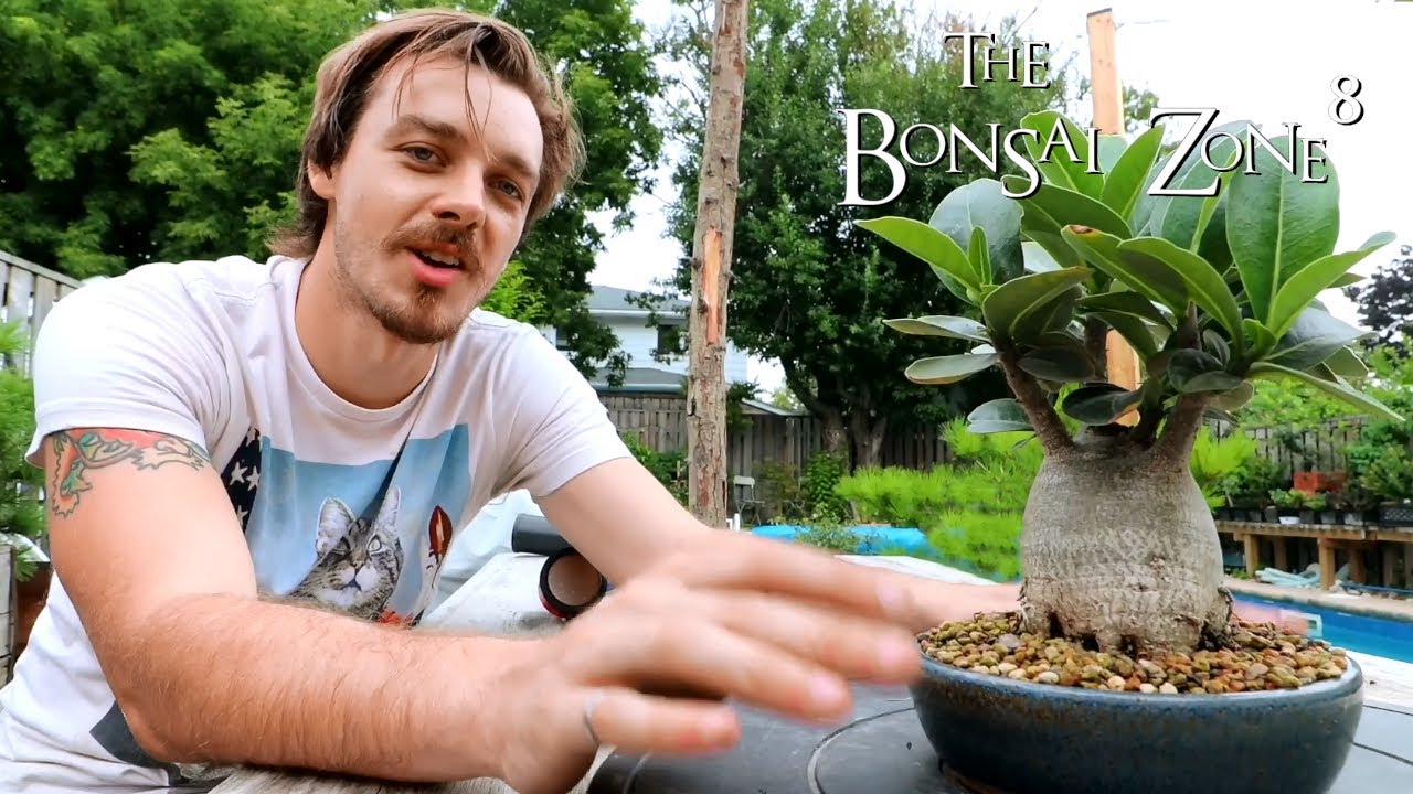 Connor's Bonsai Bench Tour, Part 1, The Bonsai Zone, Aug 2021