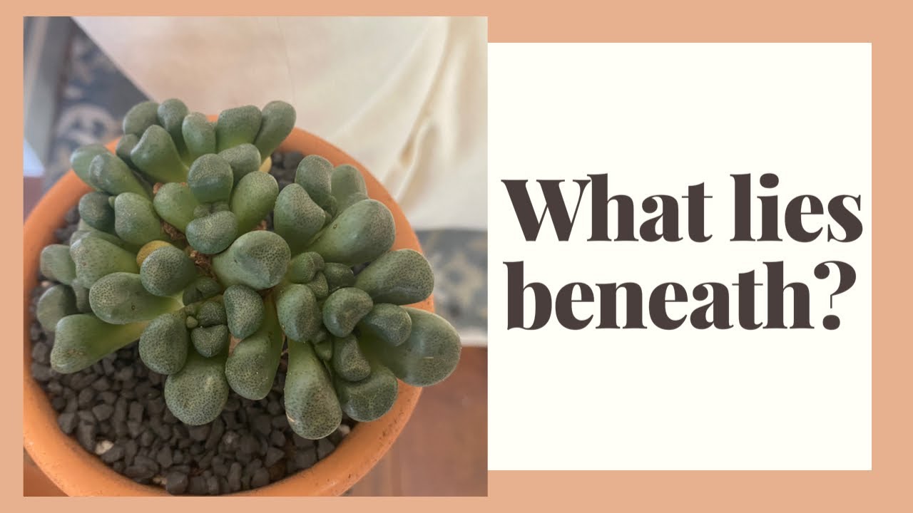 HELP!!  Re-potting alionopsis schooneesii and I was surprised what I found