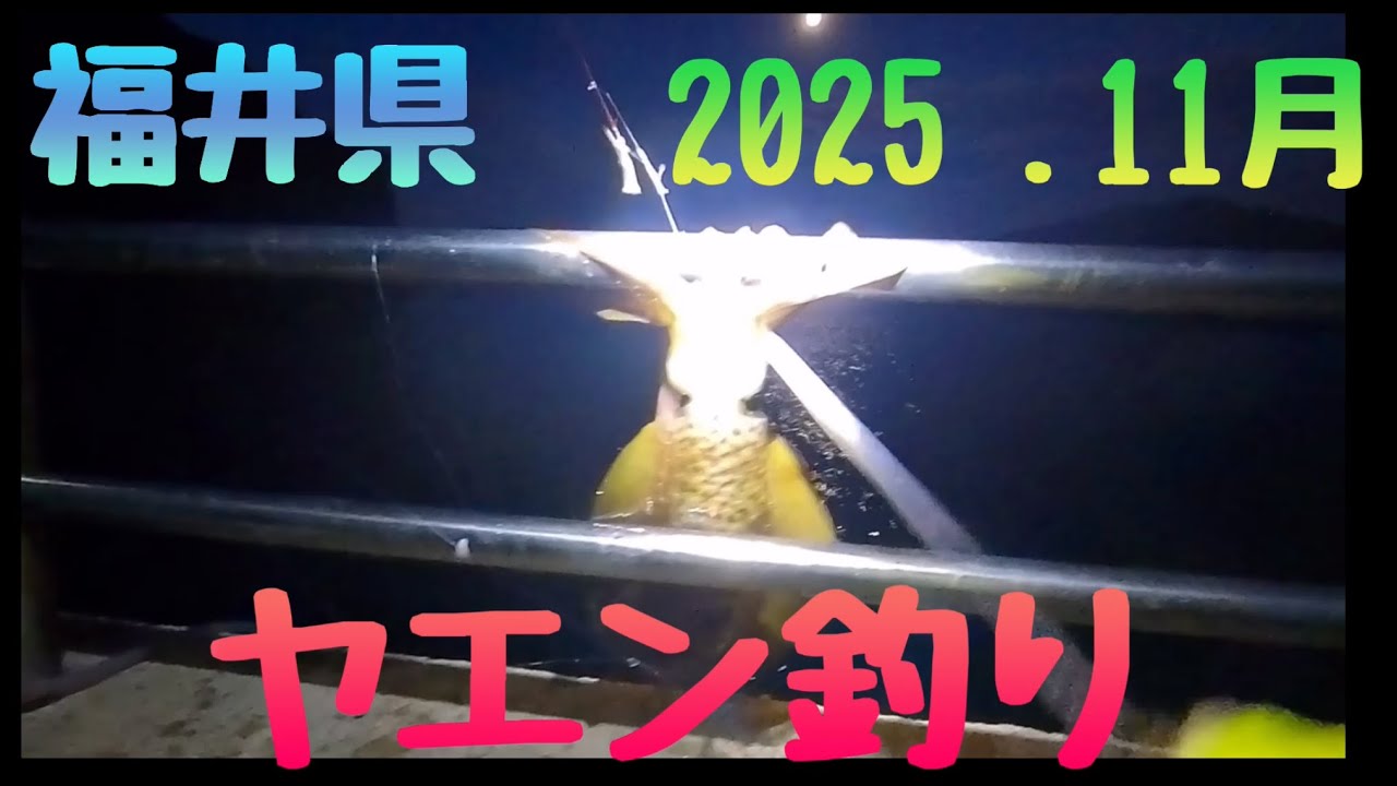 2025年11月福井県ヤエン釣り