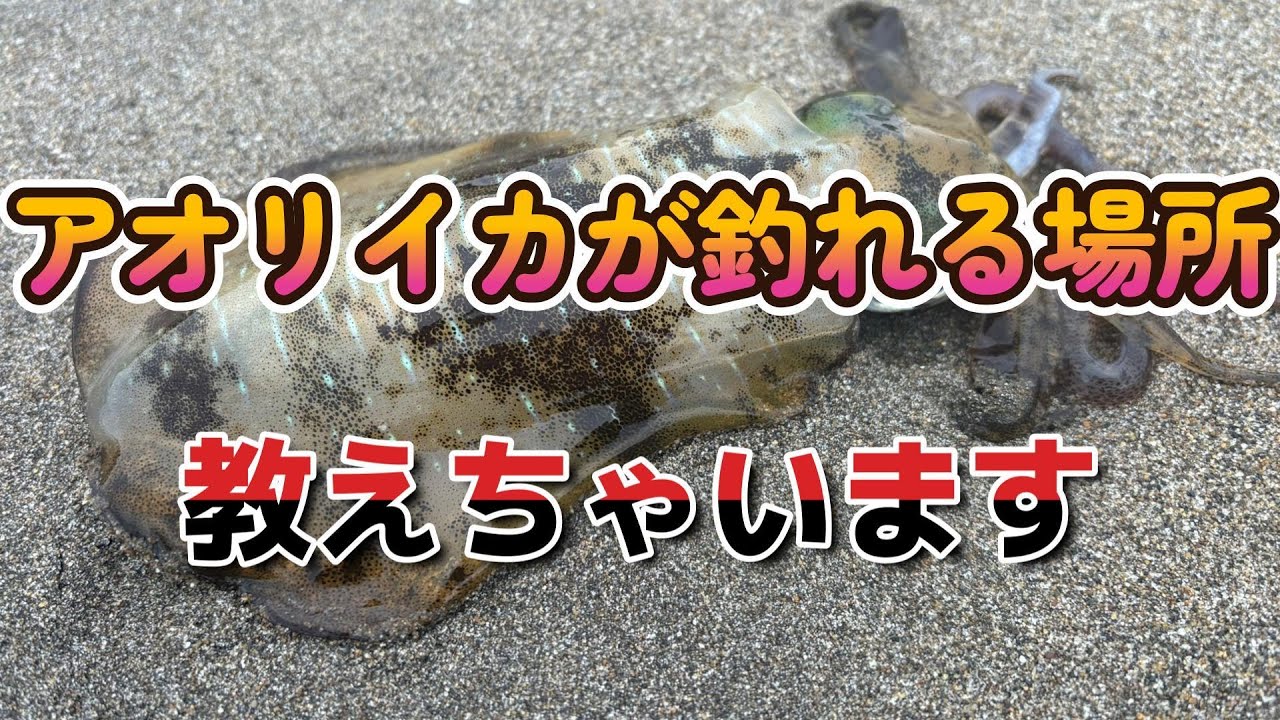 エギング　で　アオリイカが釣れる場所　教えちゃいます