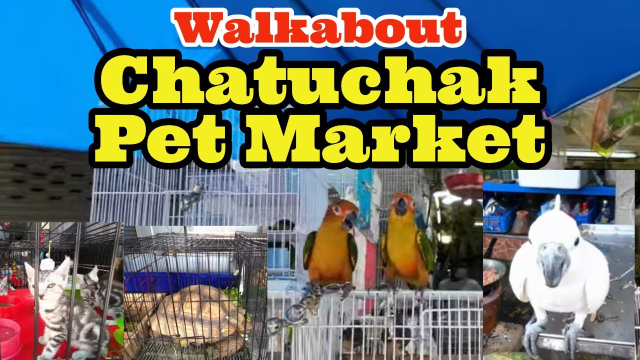 Bangkok Pet Market Chatuchak ตลาดสัตว์เลี้ยงจตุจักร Pet Zone #thailand #vlog #travel #thailand #4k