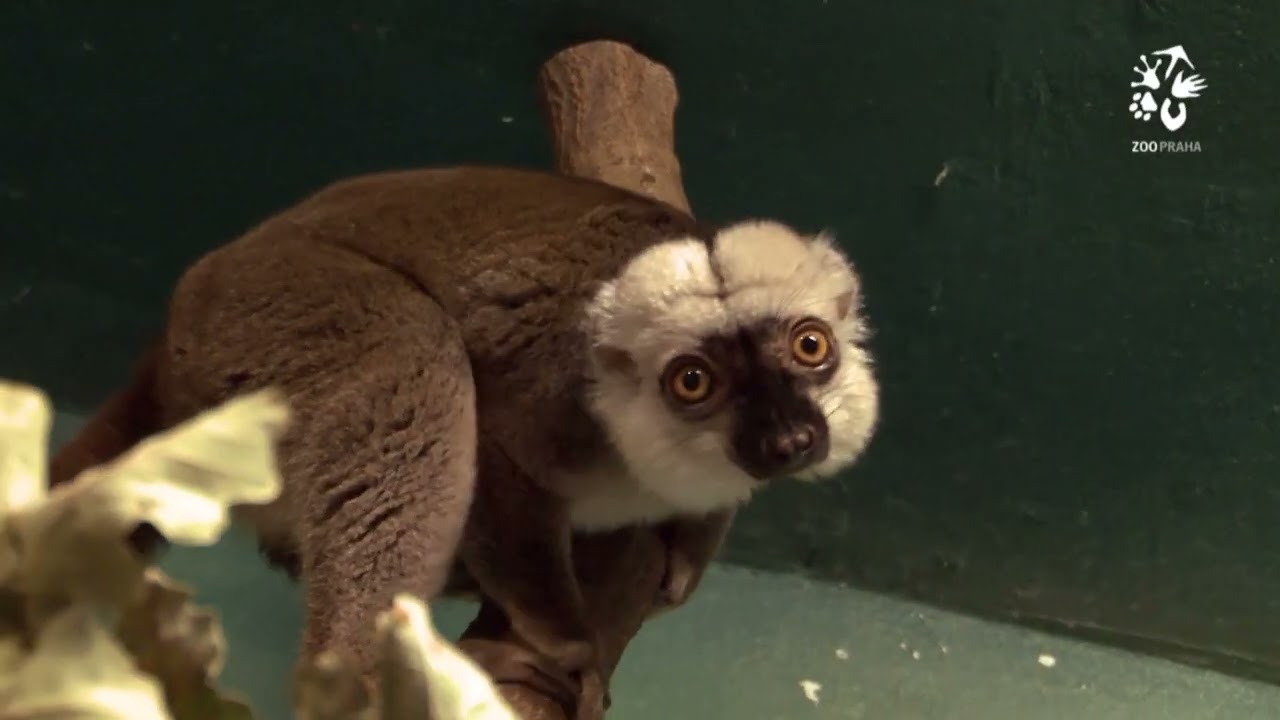 Lemur běločel&yacute; v Zoo Praha