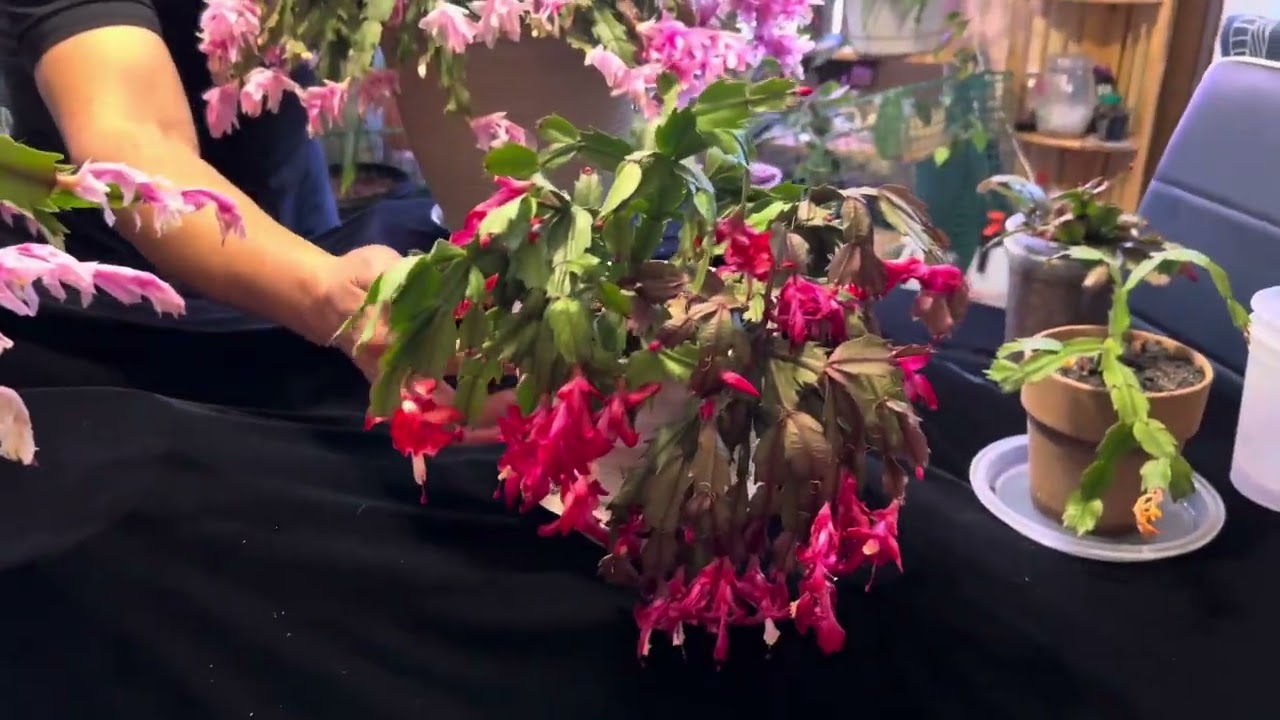 Cuidados generales de los Cactus de Navidad para obtener floraciones @jardinmagicodejoel5697