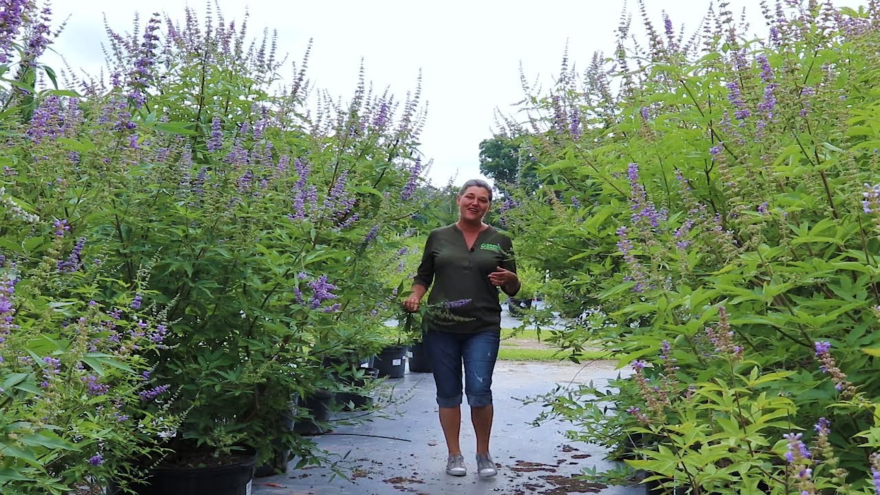 Where should you plant a Vitex Tree?
