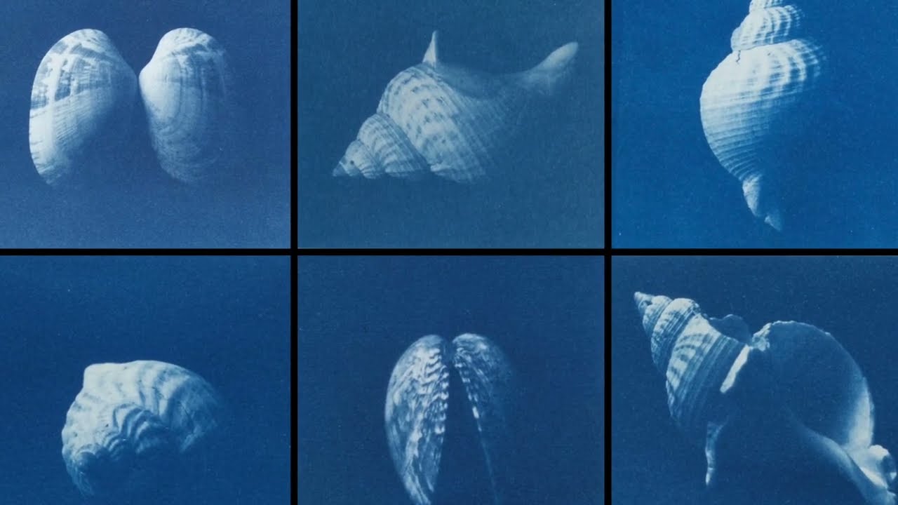 How to make a cyanotype print