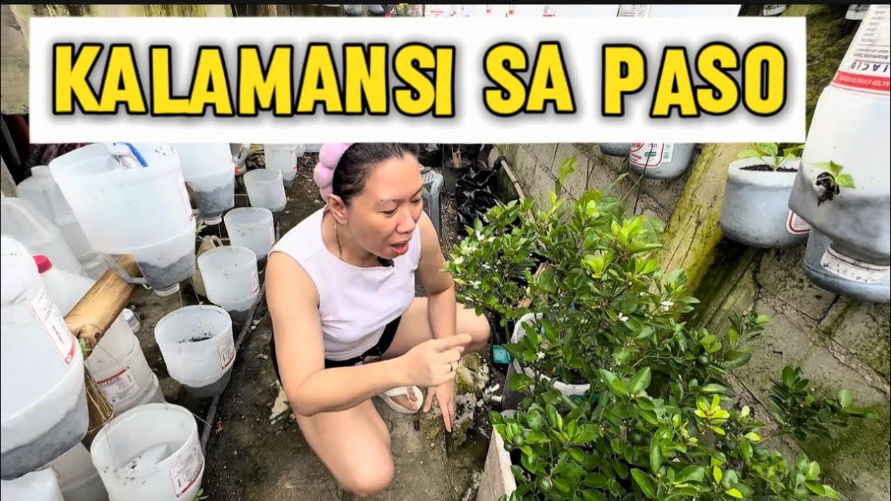 PAANO PADAMIHIN ANG BUNGA NG KALAMANSI 