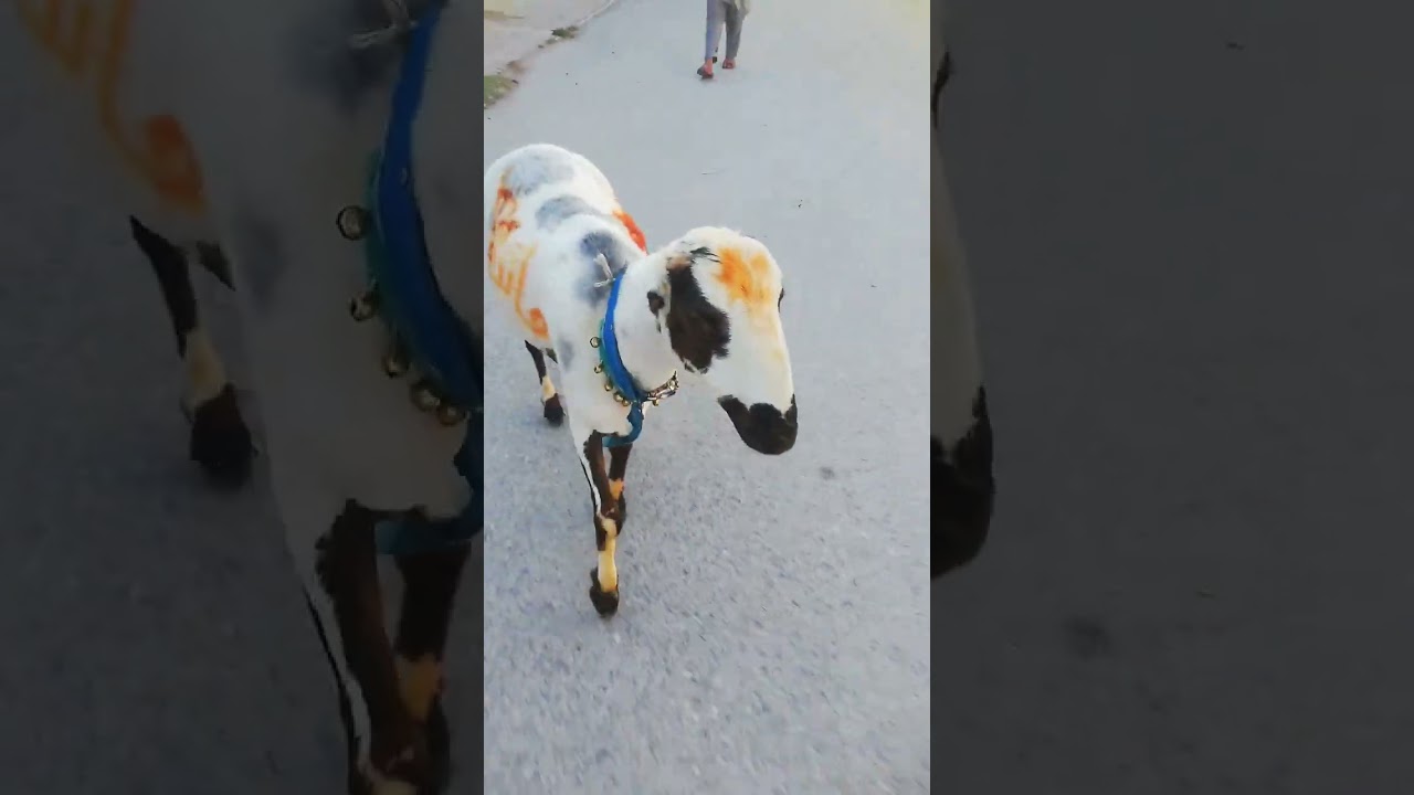 Funniest Funny animals Lo Aagai Qurbani Bakra Eid Funniest #funny videos #animals Special #eid2025