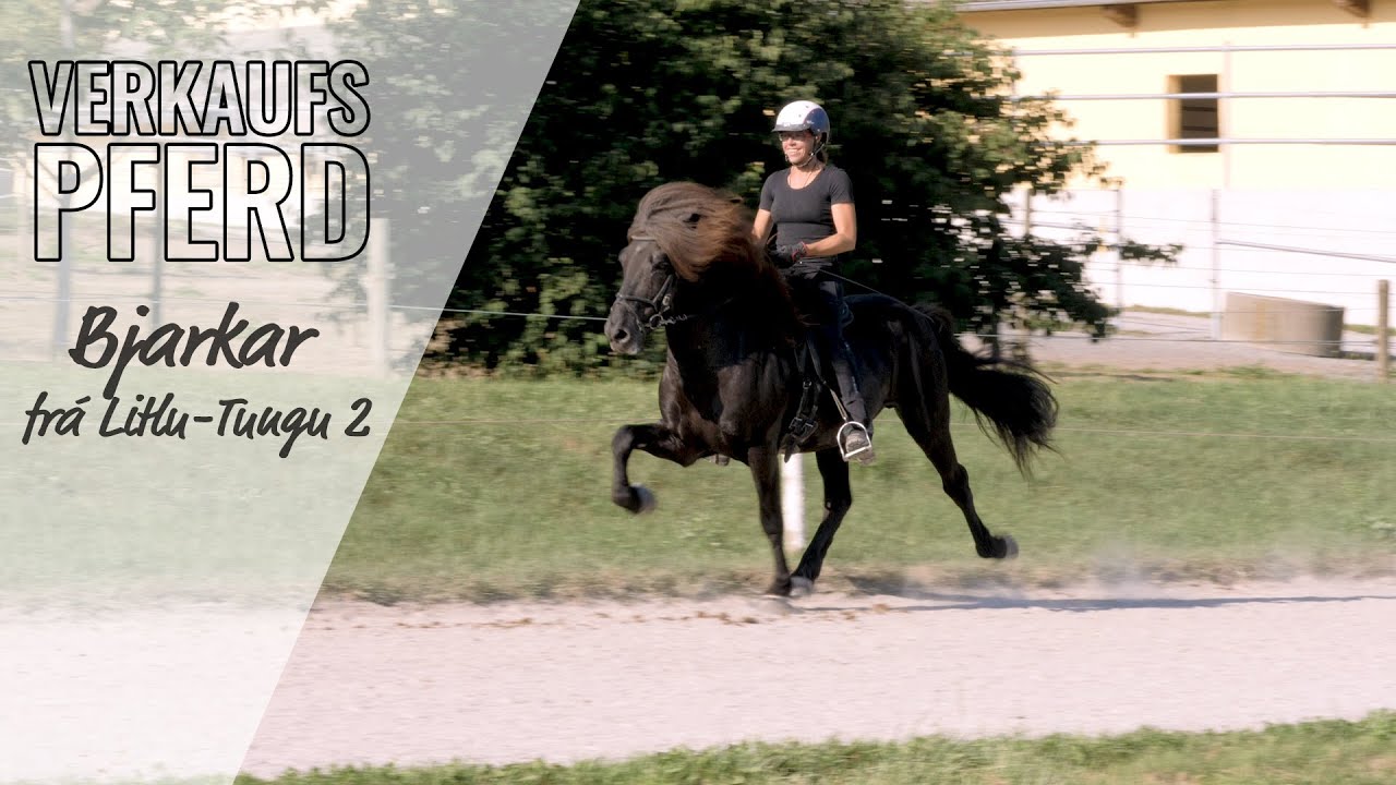 VERKAUFSPFERD (bereits verkauft) | Bjarkar frá Litlu-Tungu 2