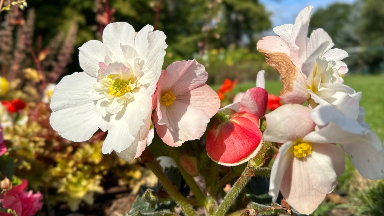 Discover Tranquility: Oak Hill Park, A Stroll Through Nature's Serenity in East Barnet, London