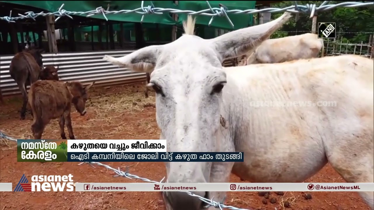 കഴുതയെ വളർത്തി വമ്പൻ വരുമാനം! | Donkey Farm | Karnataka