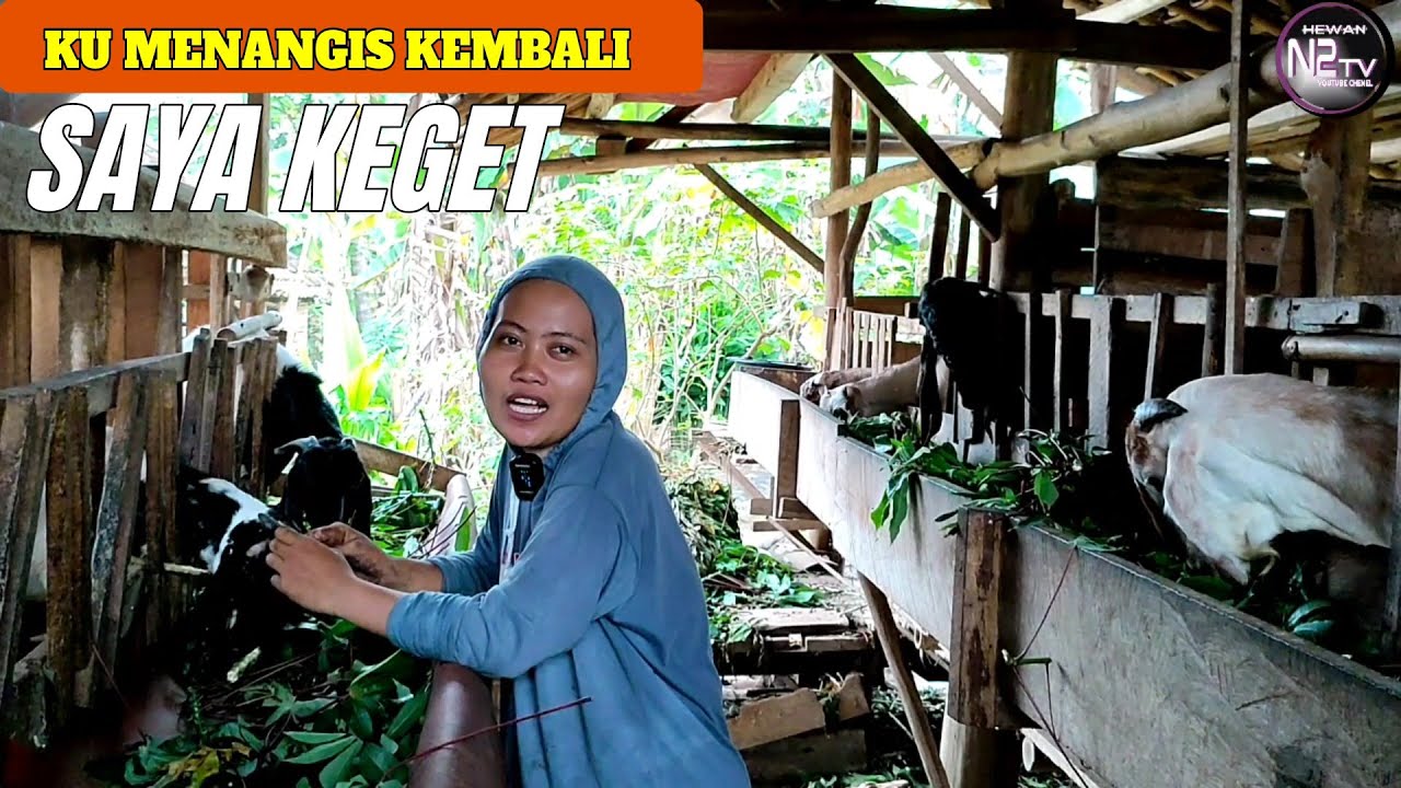 SAYA MENAGIS || TERNAK KAMBING JAWA RANDU JUMBOAN.