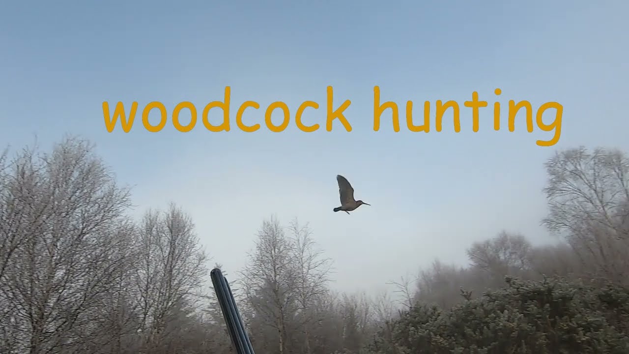 WOODCOCK HUNTING