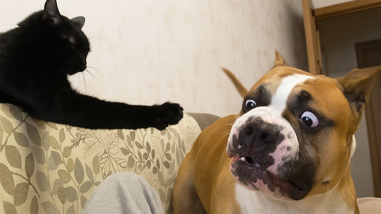 Wait Until You See What Happens Next! 🤣 Funniest Dog Moments 2026 #12