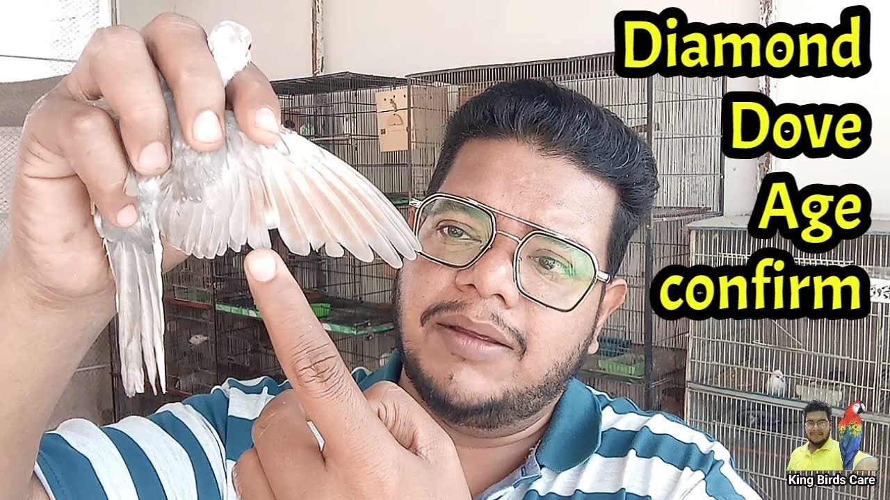 How to know diamond dove age | Age identification of diamond pied dove | Birds