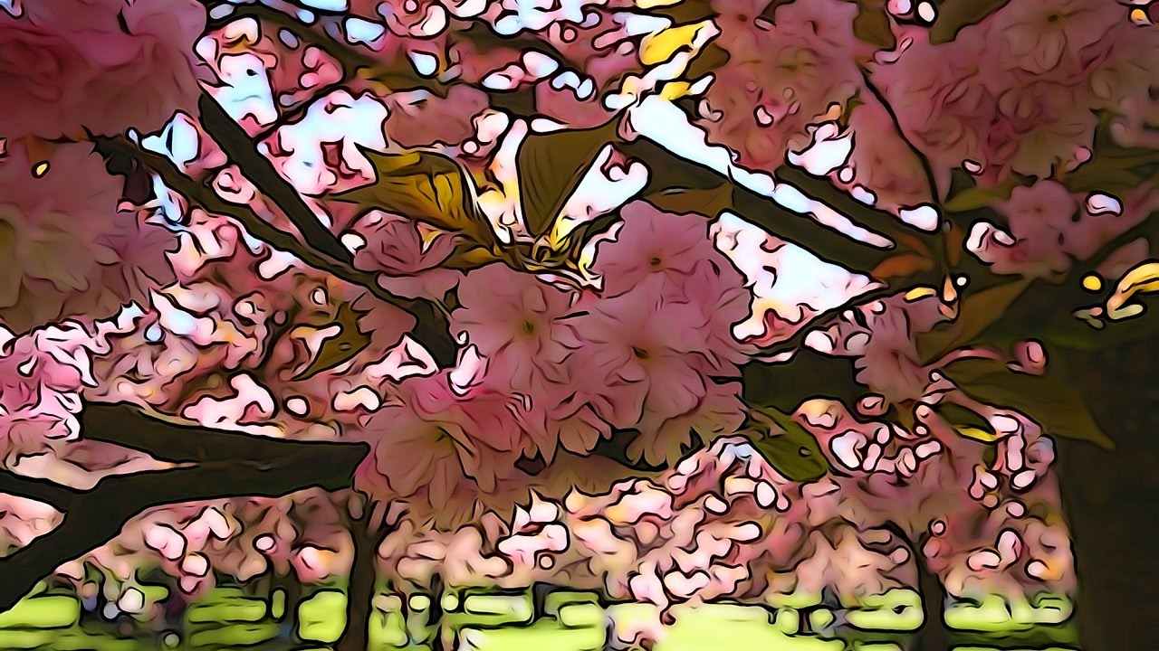 Les cerisiers japonais au parc de Sceaux, avril  2017