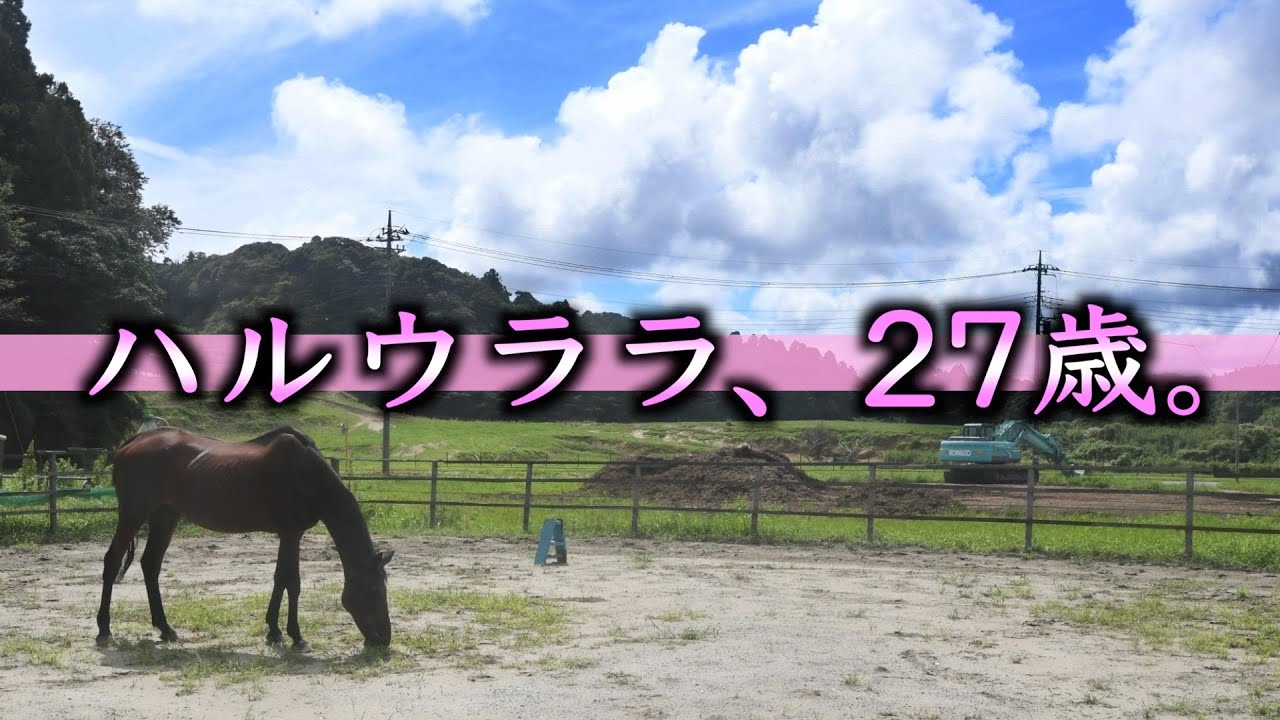 【ハルウララ】２７歳になったハルウララが過ごすオーナーとの穏やかな日々　ウマ娘で人気再燃「馬と人間がウィンウィンに」【Haru Urara】