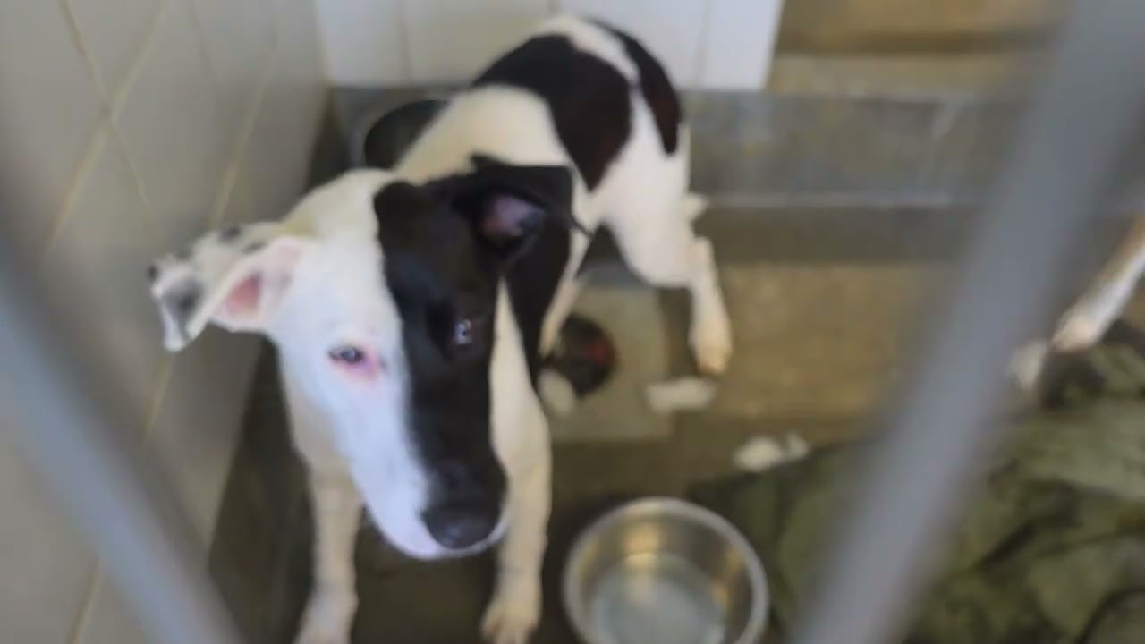 Acs A810743