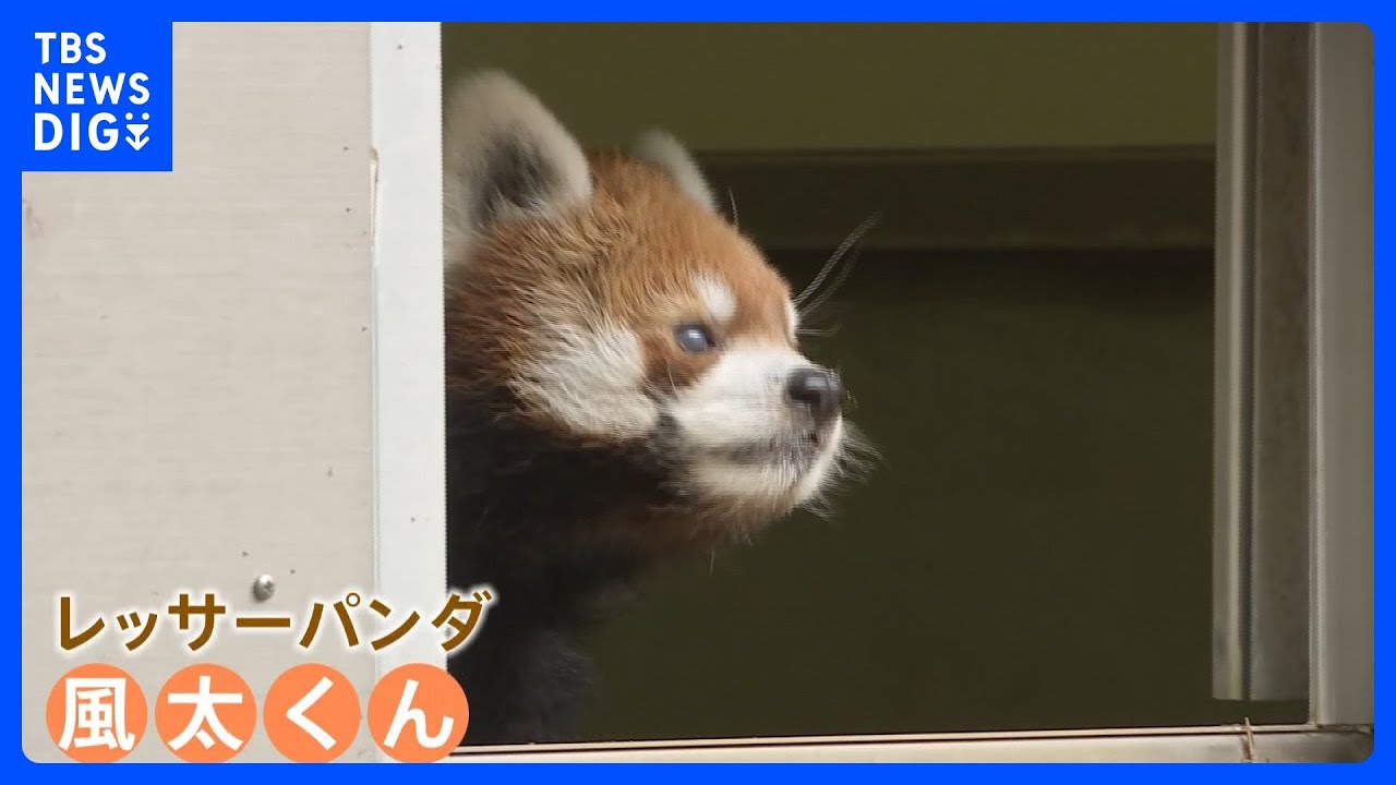 祝！レッサーパンダ風太くん20歳　人間でいえば80歳超えも“軽やかなステップ” 人気健在｜TBS NEWS DIG