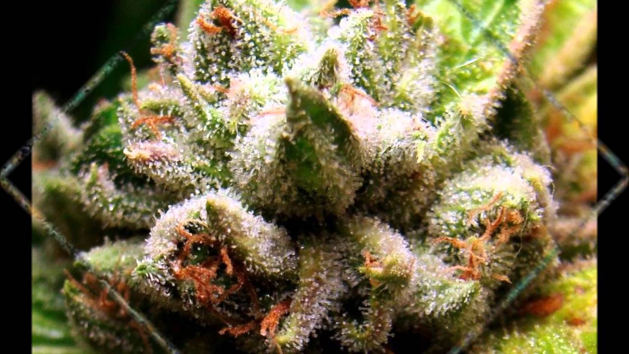 Todays Pot Luck 1990s strains