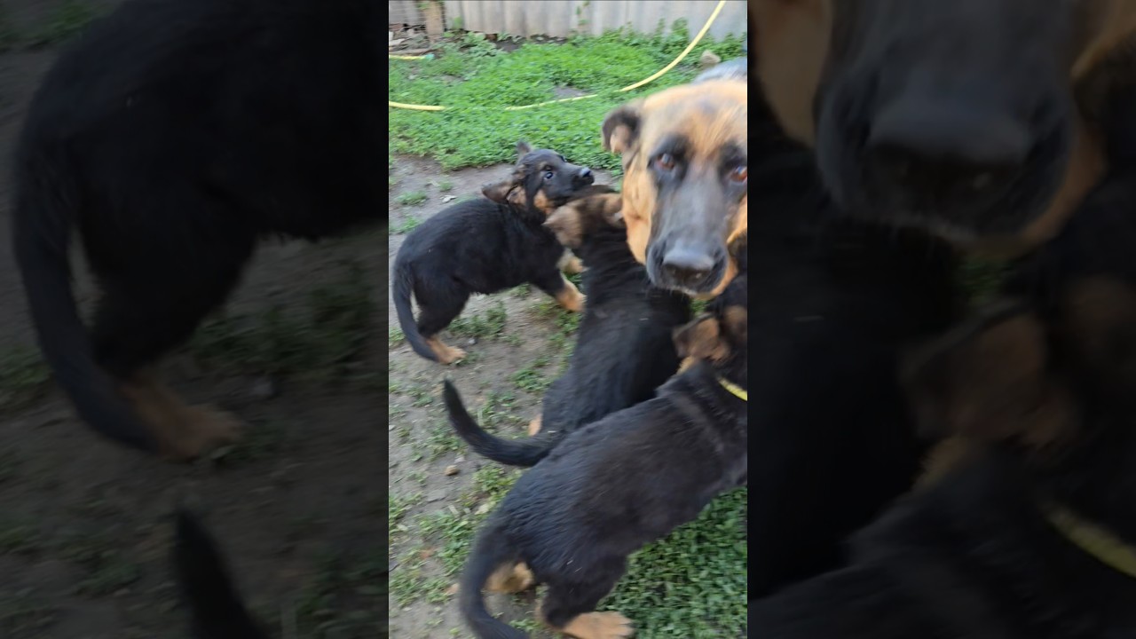 🤩 Noisy and funny gang of German Shepherd puppies and their mother. Odessa Ukraine