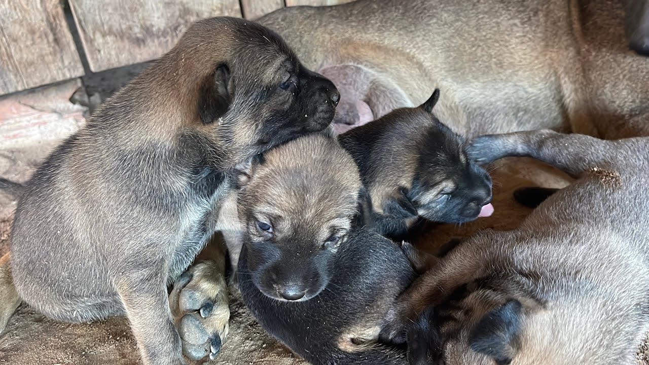 My 4 puppies so cute 🥰 Poor family dogs at rural - VikbolAny