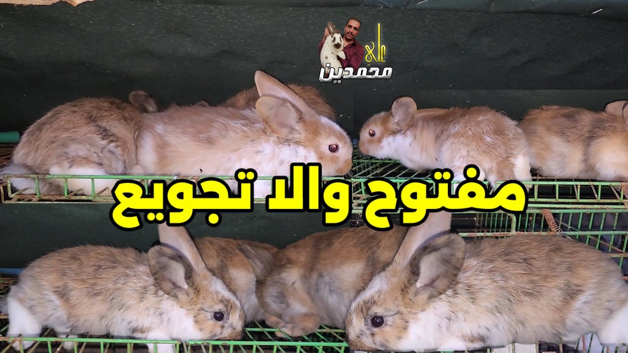تجويع والا مفتوح وايه الافضل ورسائل الارنب للمربي وافضل طريقة لصحة الفطام والتسمين