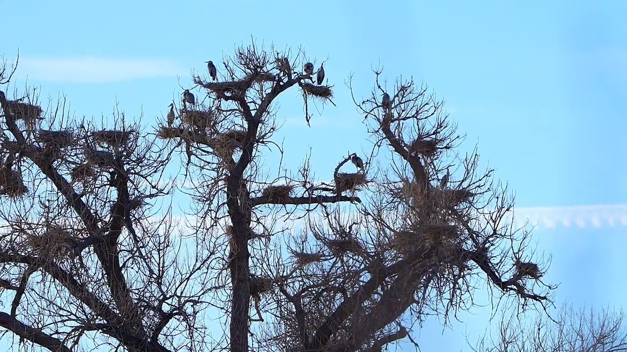 The rookery