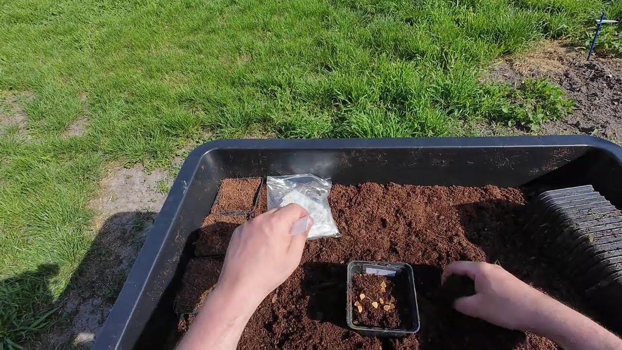 RHS Lily Group - Garden hack - Lily seed sowing tutorial [4K]