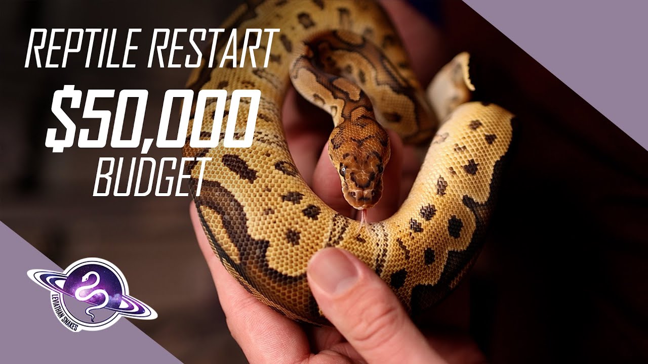Reptile Business Restart | $50K Budget