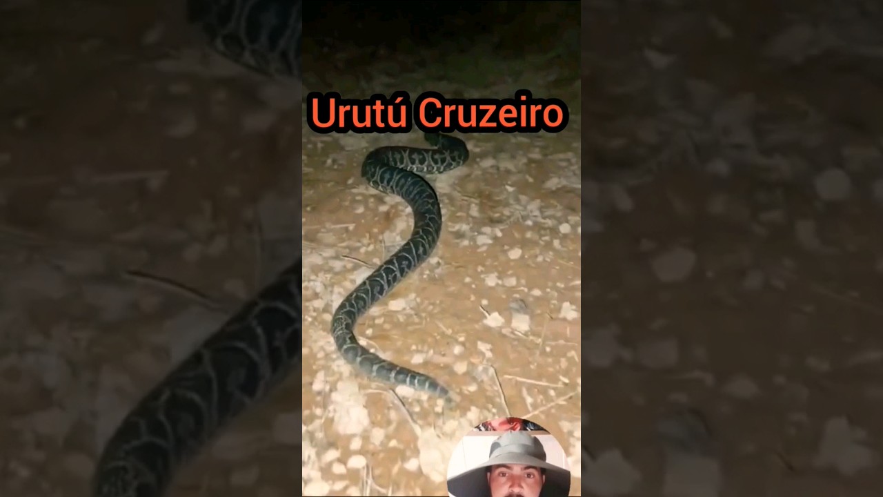 Urut&uacute; Cruzeiro #urutu #urut&uacute;cruzeiro #shorts
