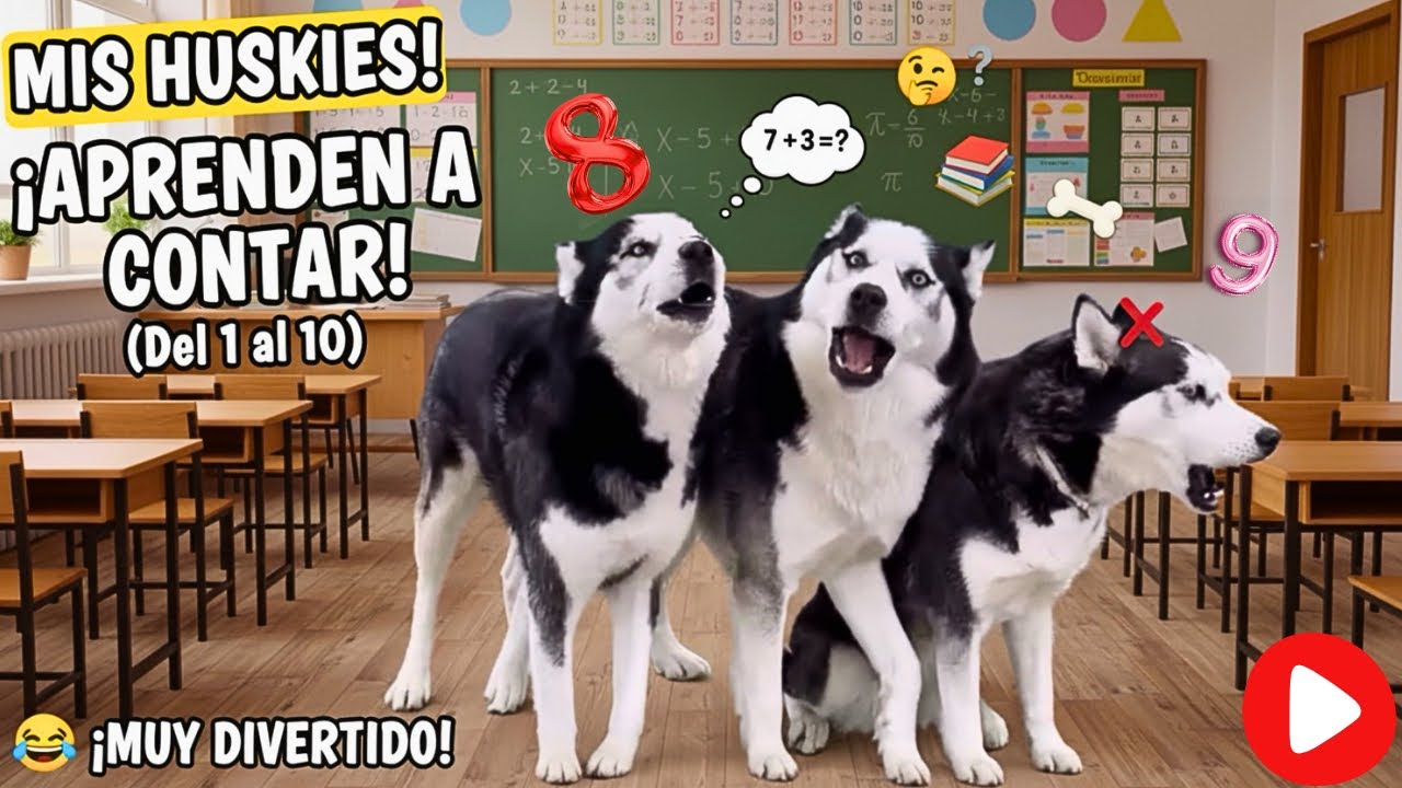 &iexcl;MIS HUSKIES van a la ESCUELA! 🤣Ense&ntilde;o a mis PERROS a Contar del 1 al 10 Clase de MATEM&Aacute;TICAS 🐺🤦&zwj;♀️ 