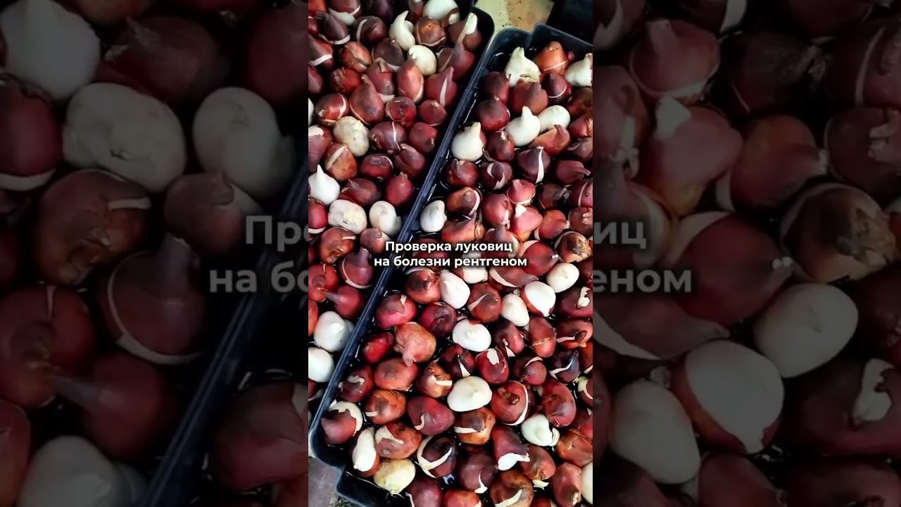 AFFORDABLE TULIP BULBS