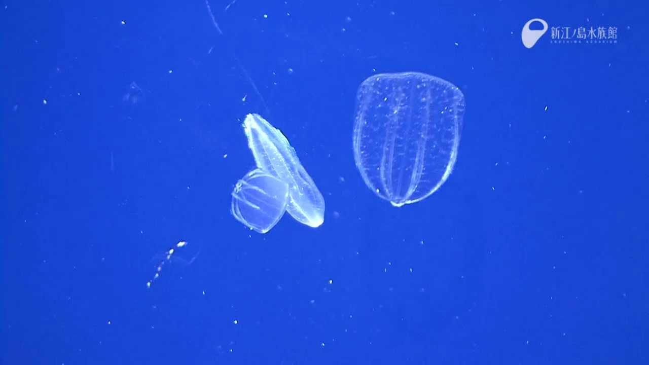 アミガサクラゲの捕食